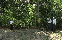 Tràn lan lấn chiếm đất rừng ở Khu Bảo tồn thiên nhiên Bình Châu - Phước Bửu
